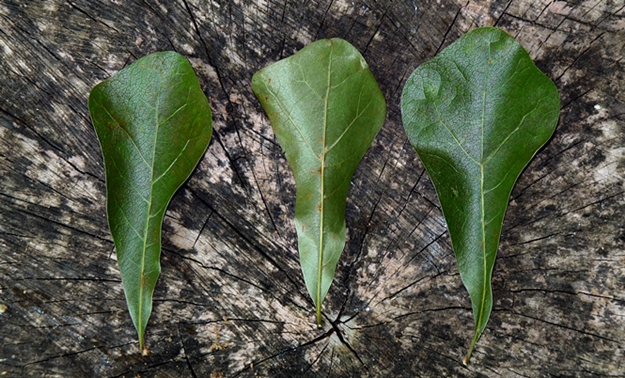 {Quercus nigra}